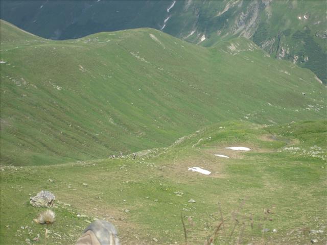 Are they marmots?